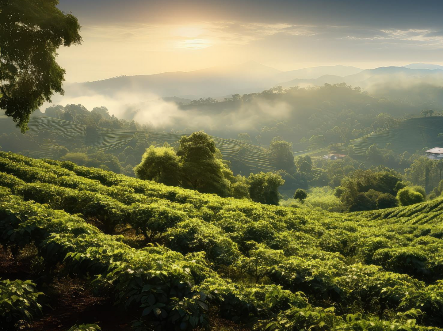 Organic Guatemala Hueuetenango