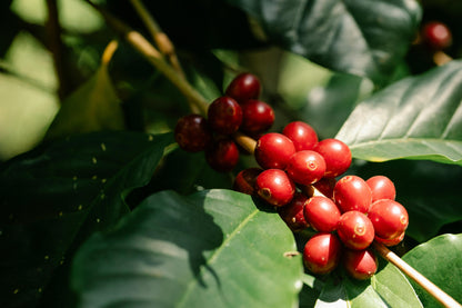 Ethiopia Hambella Guji